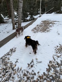 Perfect driveway away from the main road… safe to chase the ball. 💗