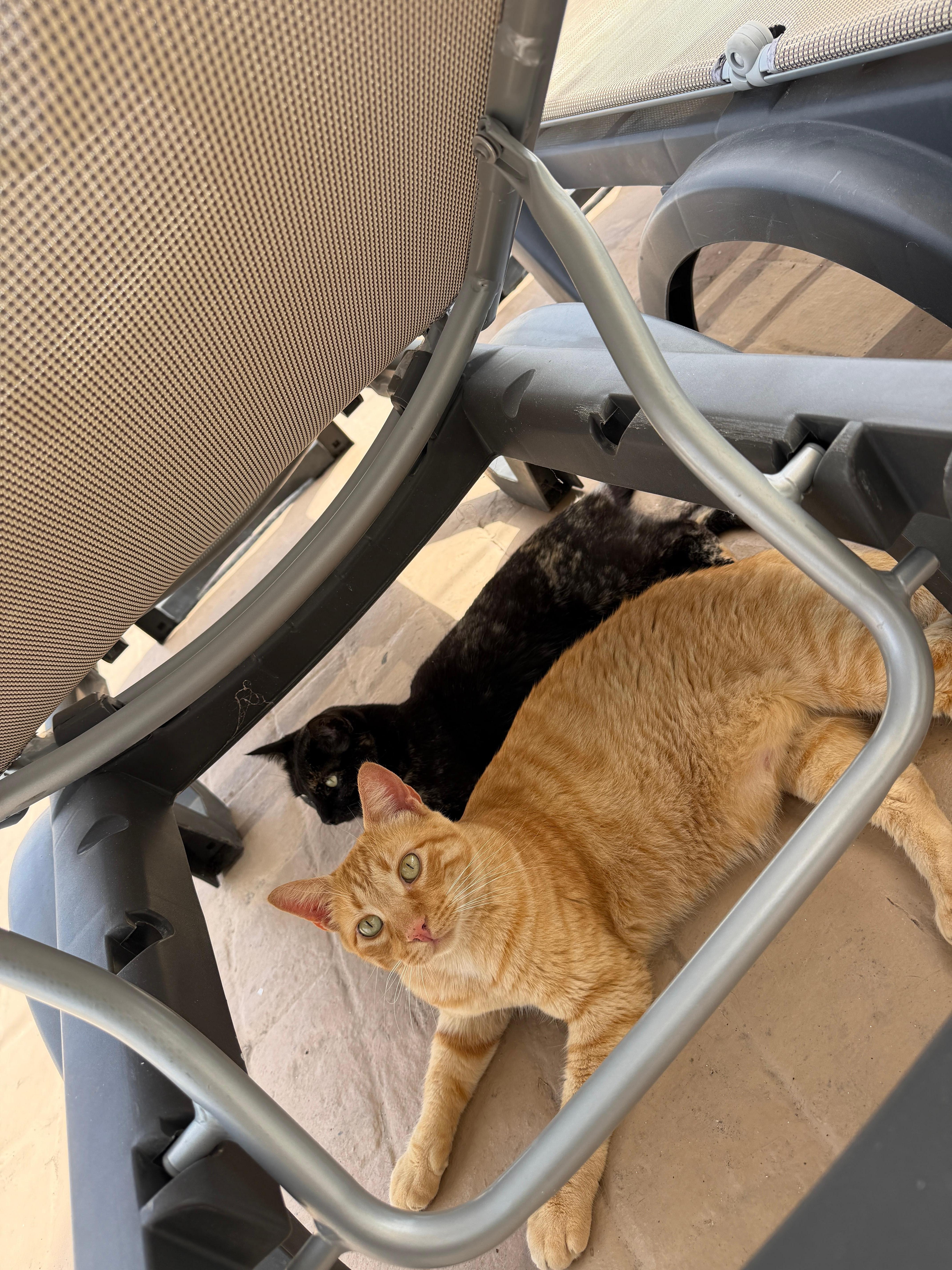 Cute cats in the property