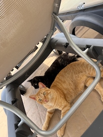 Cute cats in the property