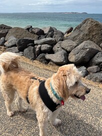 The off leash dog beach nearby at The Narrows is a dog’s paradise!