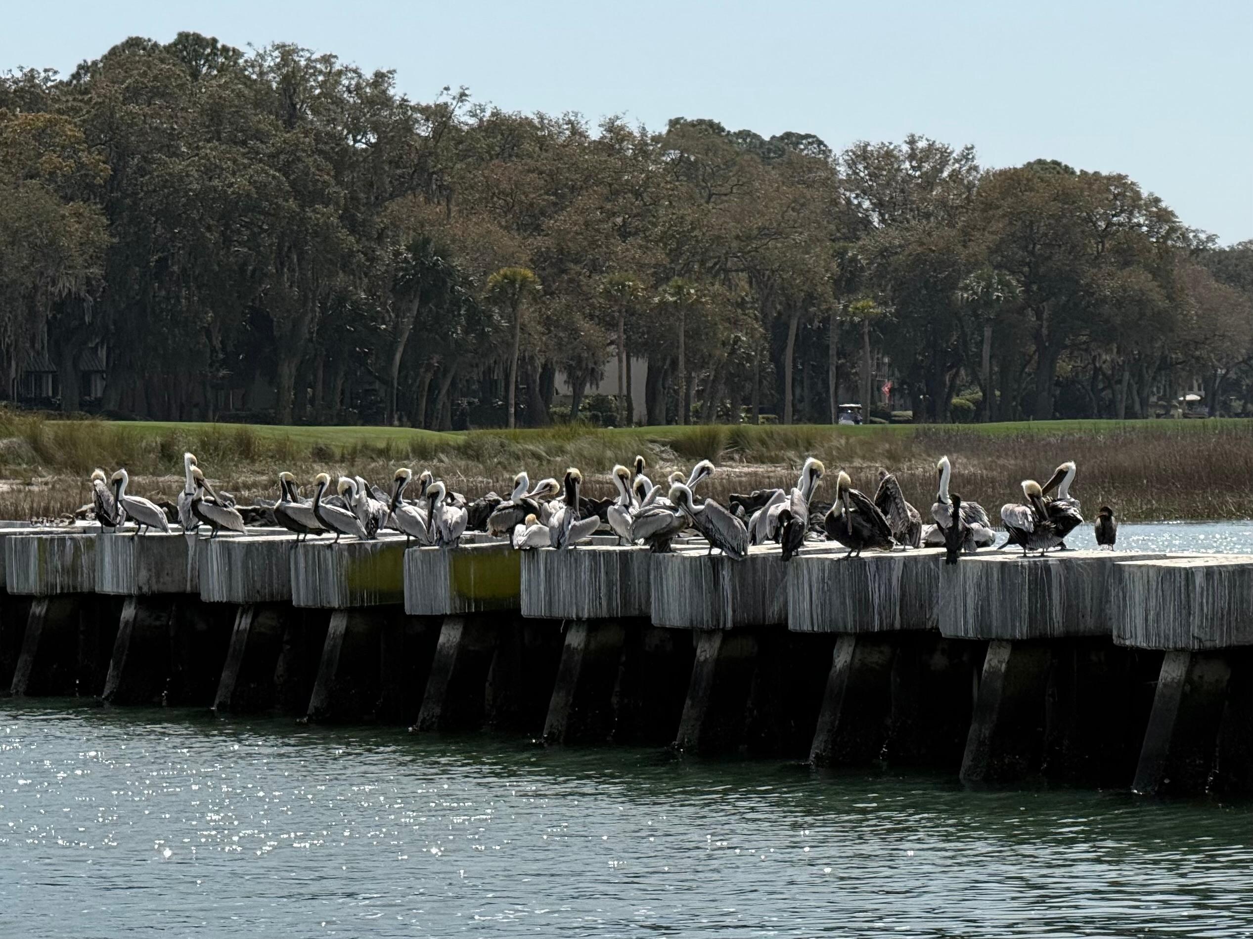 Pelicans down by the harbor
