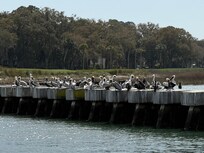 Pelicans down by the harbor