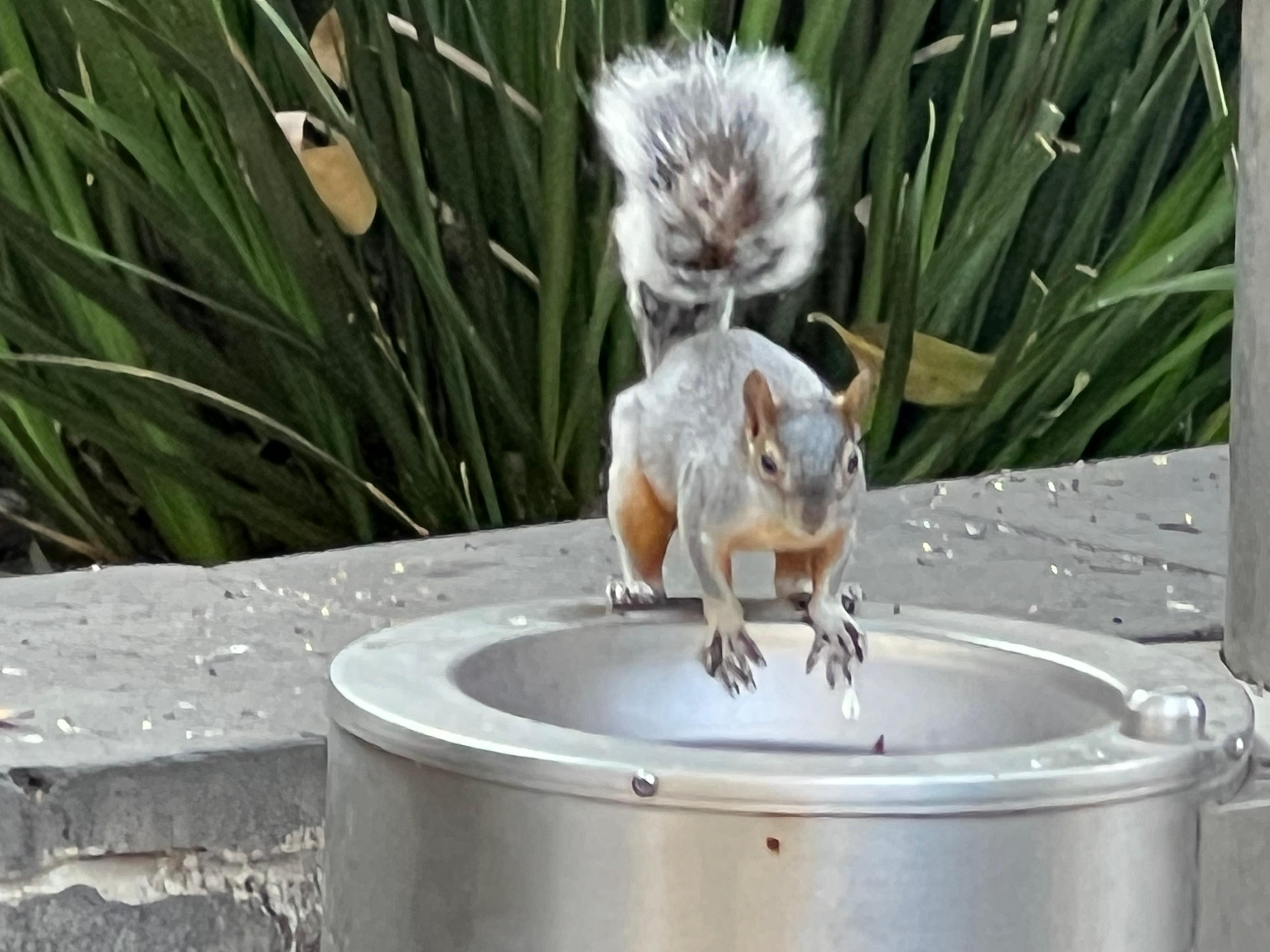 Ardillas muy acostumbradas a los turistas venden cacahuates para alimentarlas!