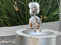 Ardillas muy acostumbradas a los turistas venden cacahuates para alimentarlas!