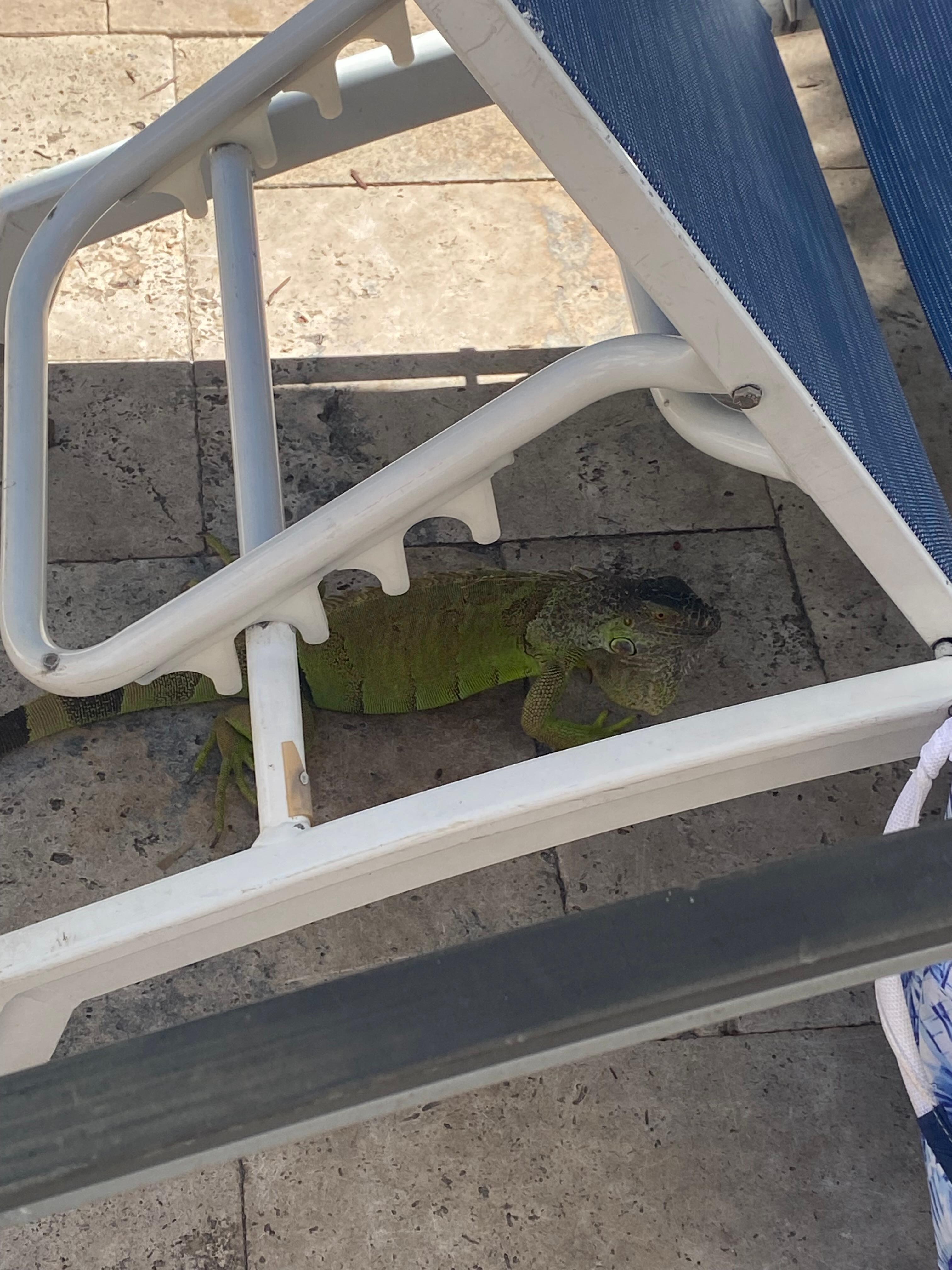 Visitor at the pool