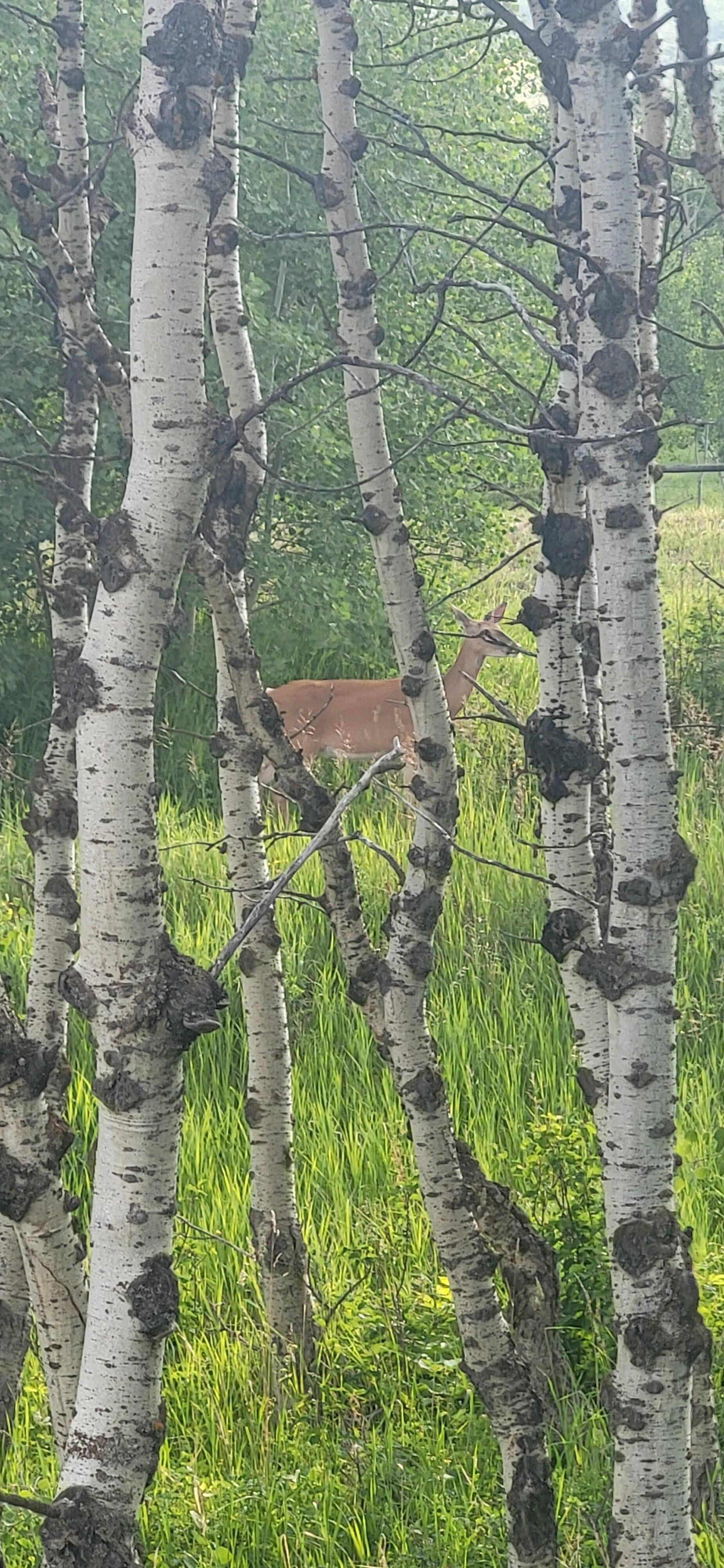 Deer in the woods from side balcony