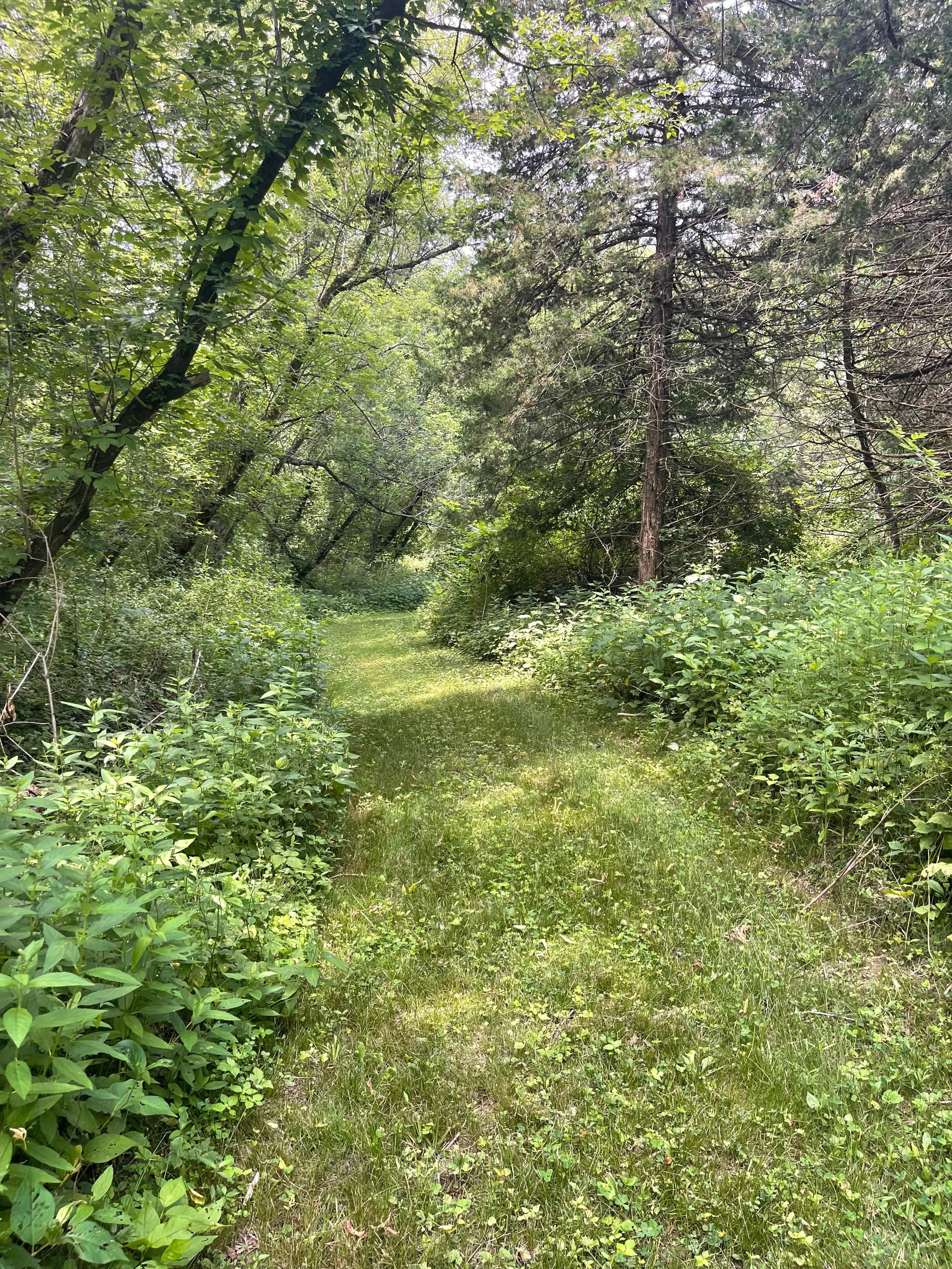 A beautiful trail to go hiking, just off the back yard.