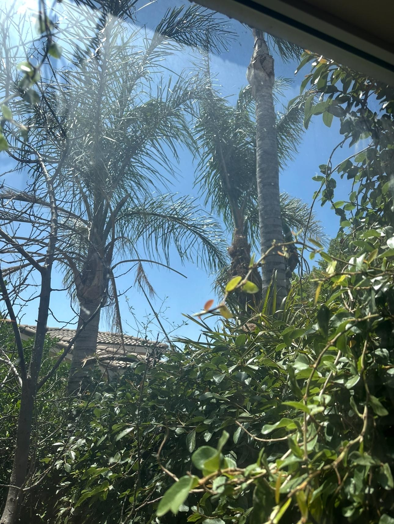 Cutting the front palm trees and blocking the driveway in