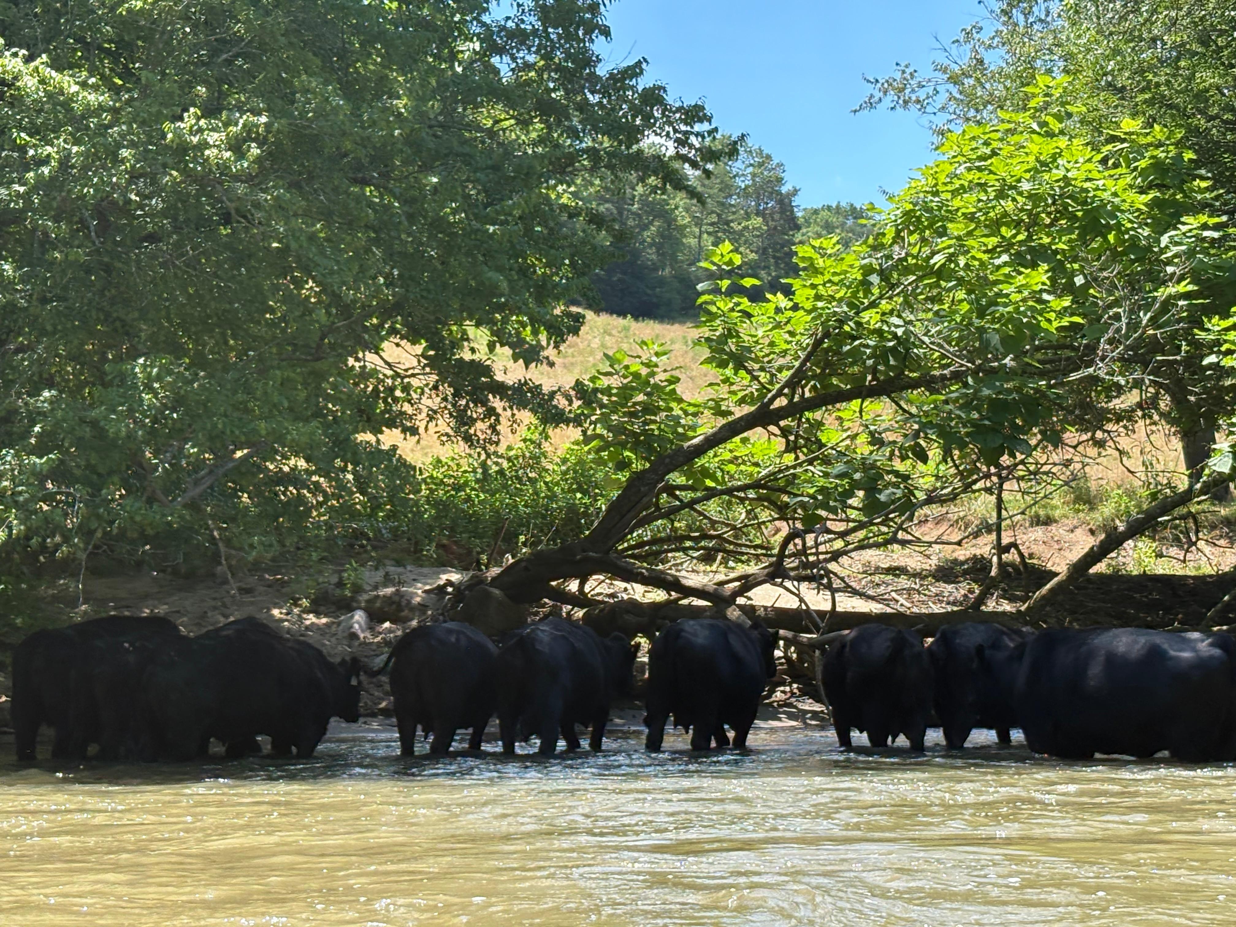 tubing on the Little Tennessee river