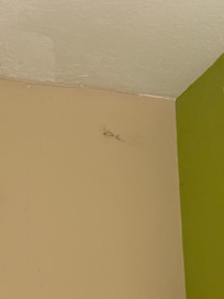 Mold on wall