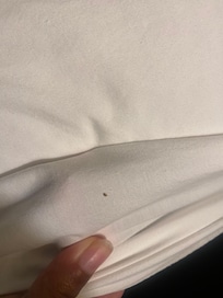 Bed Bug