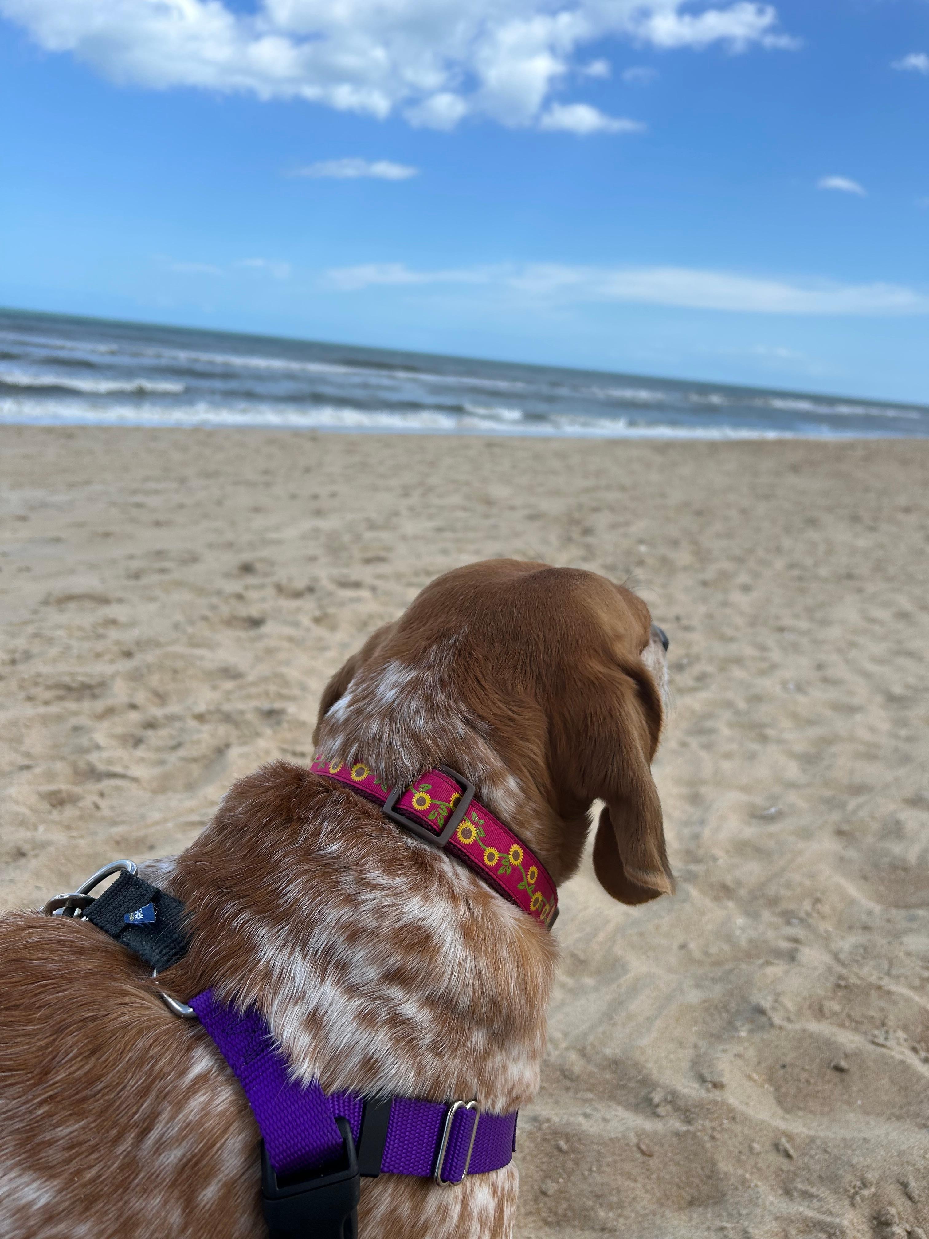 Dog’s first time on the beach