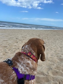 Dog’s first time on the beach