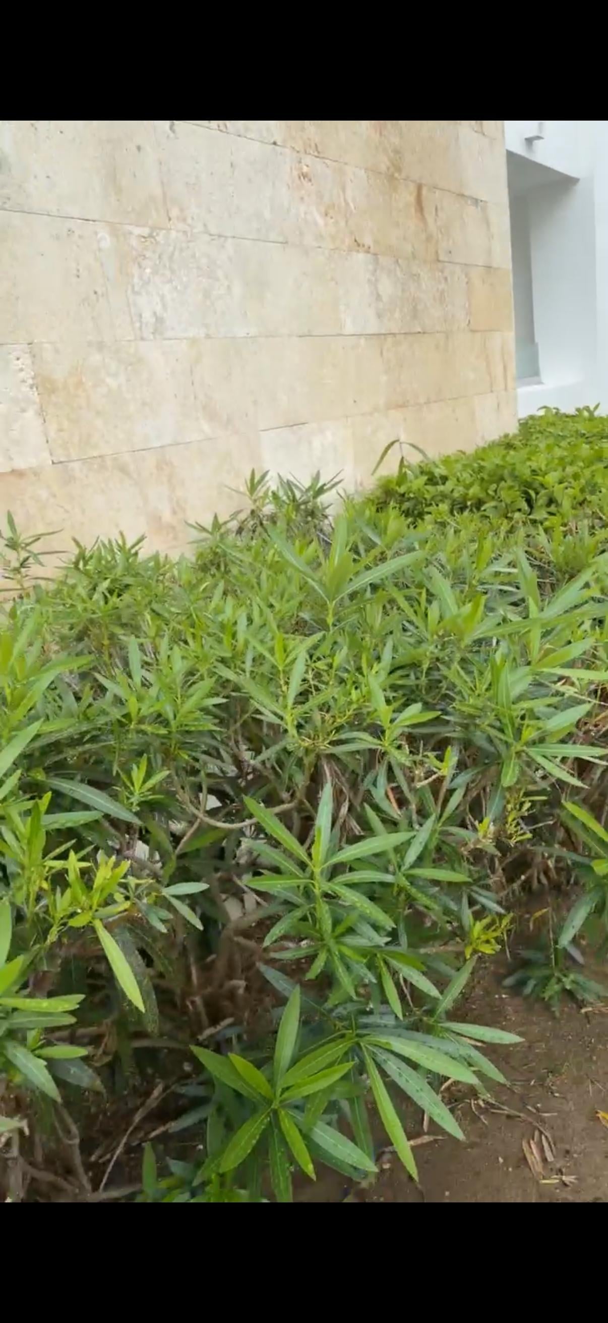 Looks like a regular bush, kept smelling sum when I passed so I checked the bush and saw the pipes smh