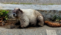Marmot in the parking lot of a a Reflection Lake