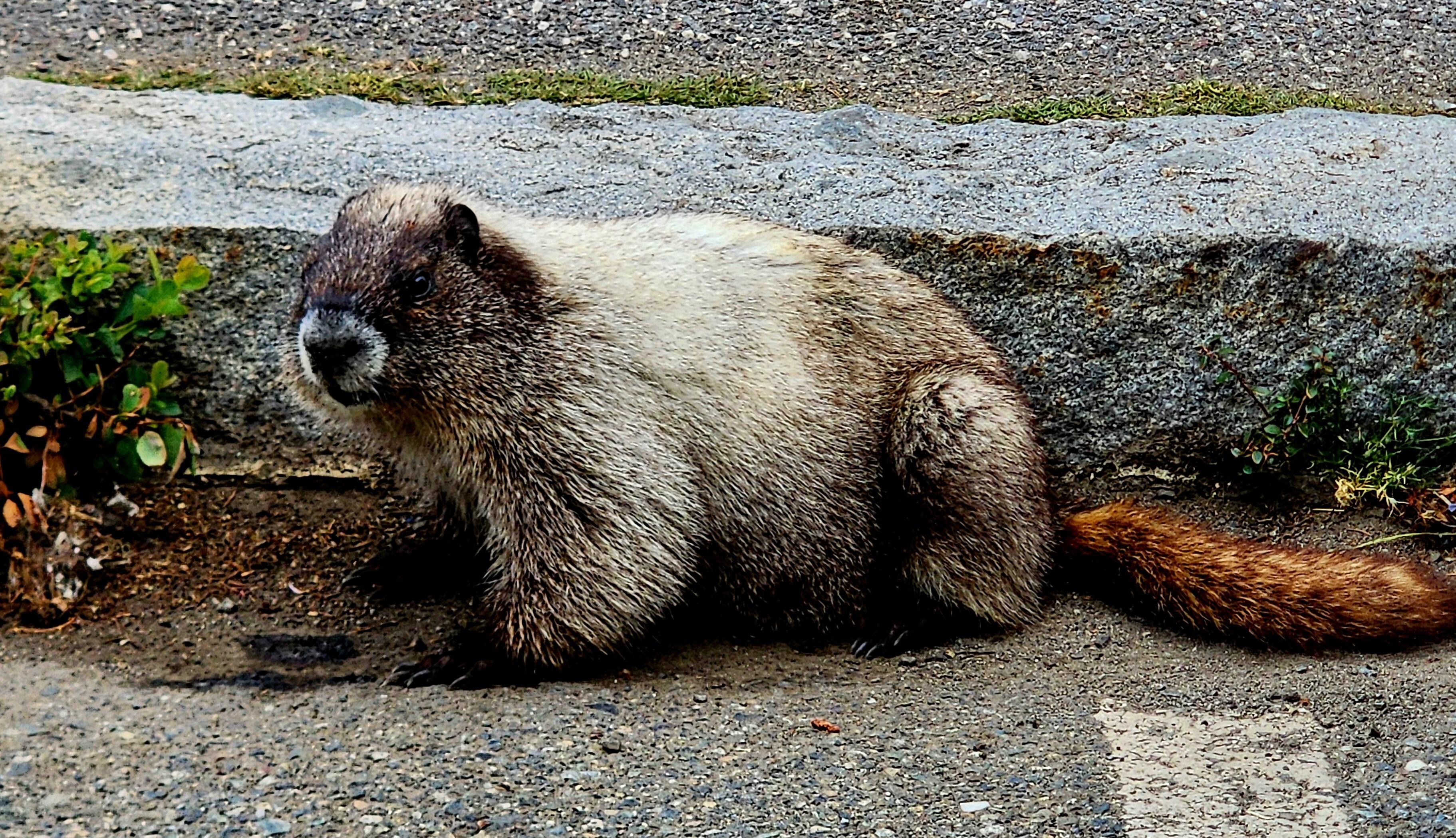 Marmot in the parking lot of a a Reflection Lake