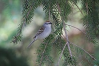 Chipping Sparrow