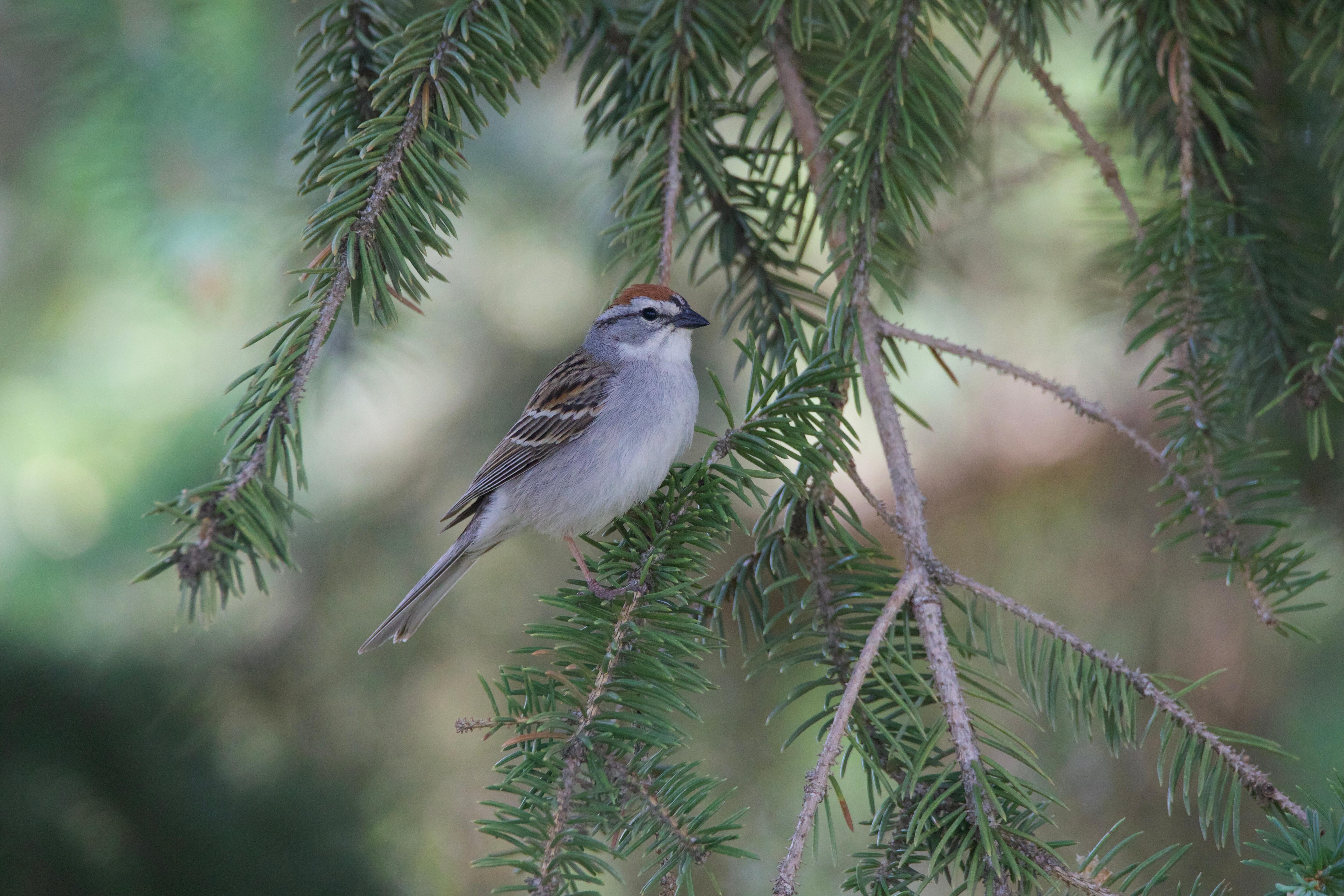 Chipping Sparrow