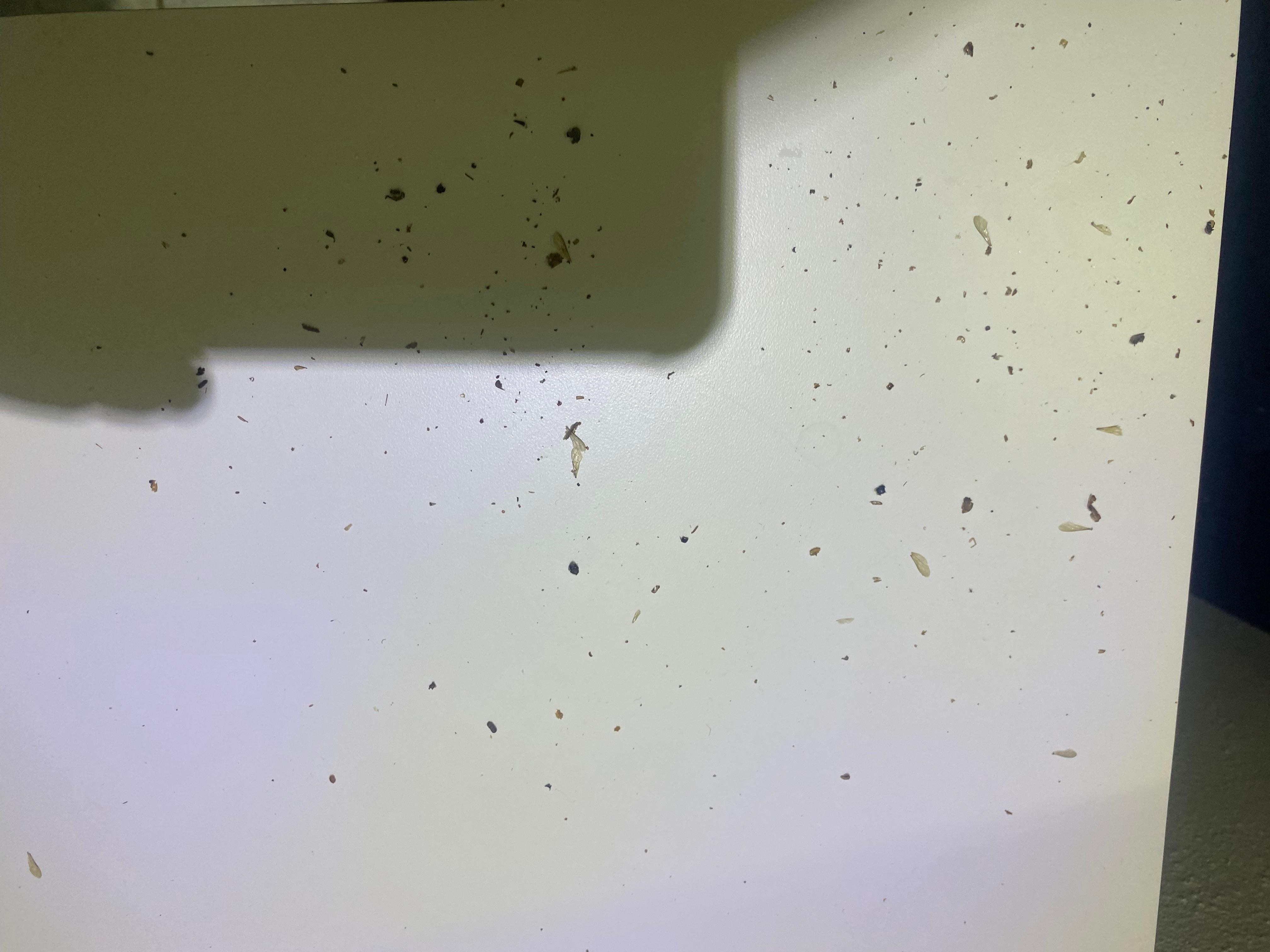 Termites coming through the light fixtures 
