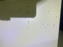 Termites coming through the light fixtures