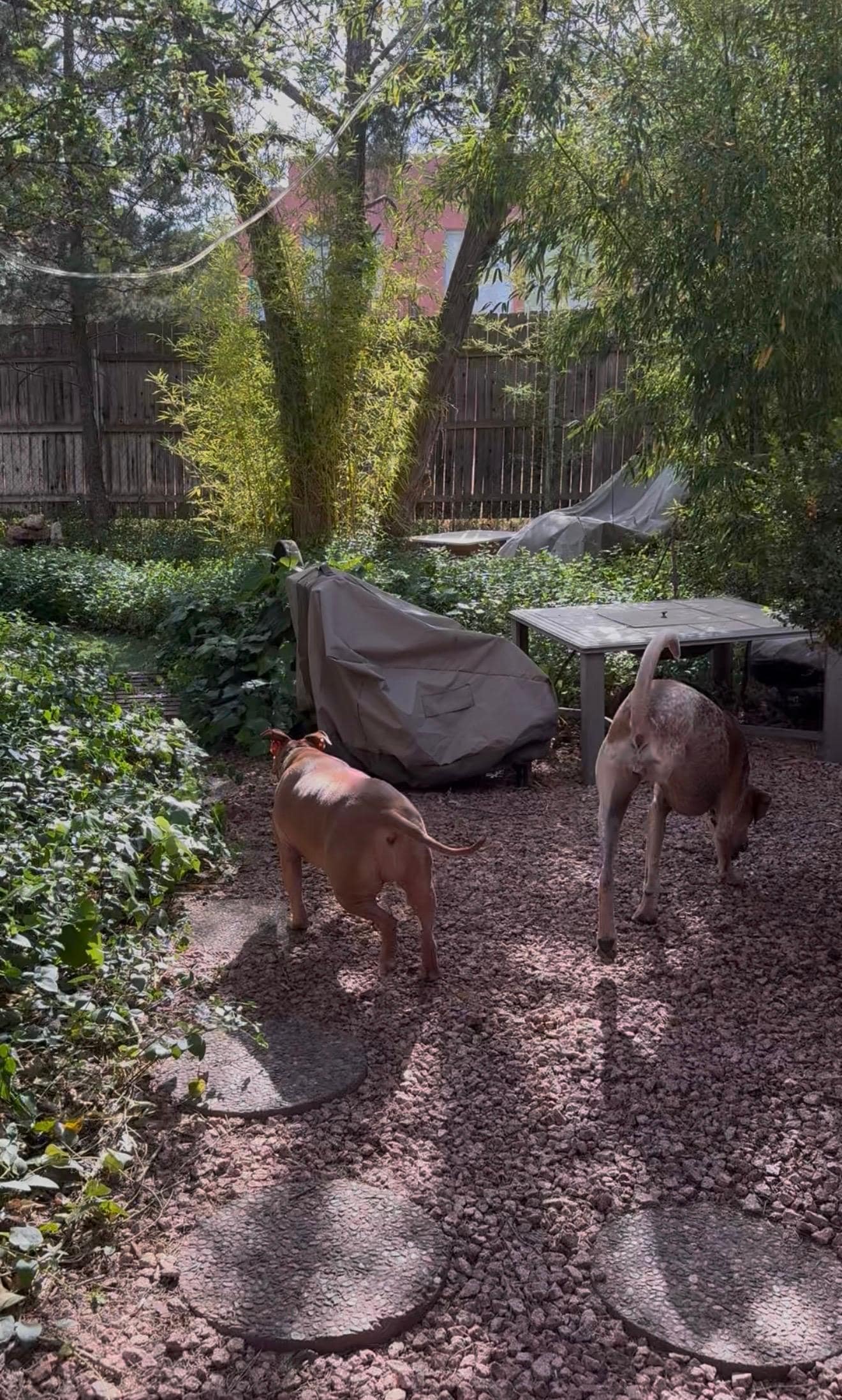 Super safe and enclosed large yard space for the fur babies to roam around in. They loved exploring it and Linda has created a really magical vibe back there! 