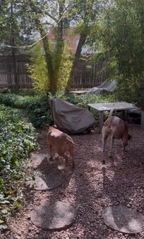 Super safe and enclosed large yard space for the fur babies to roam around in. They loved exploring it and Linda has created a really magical vibe back there!