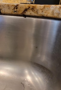 Cockroaches scattered in every sink around the house.
