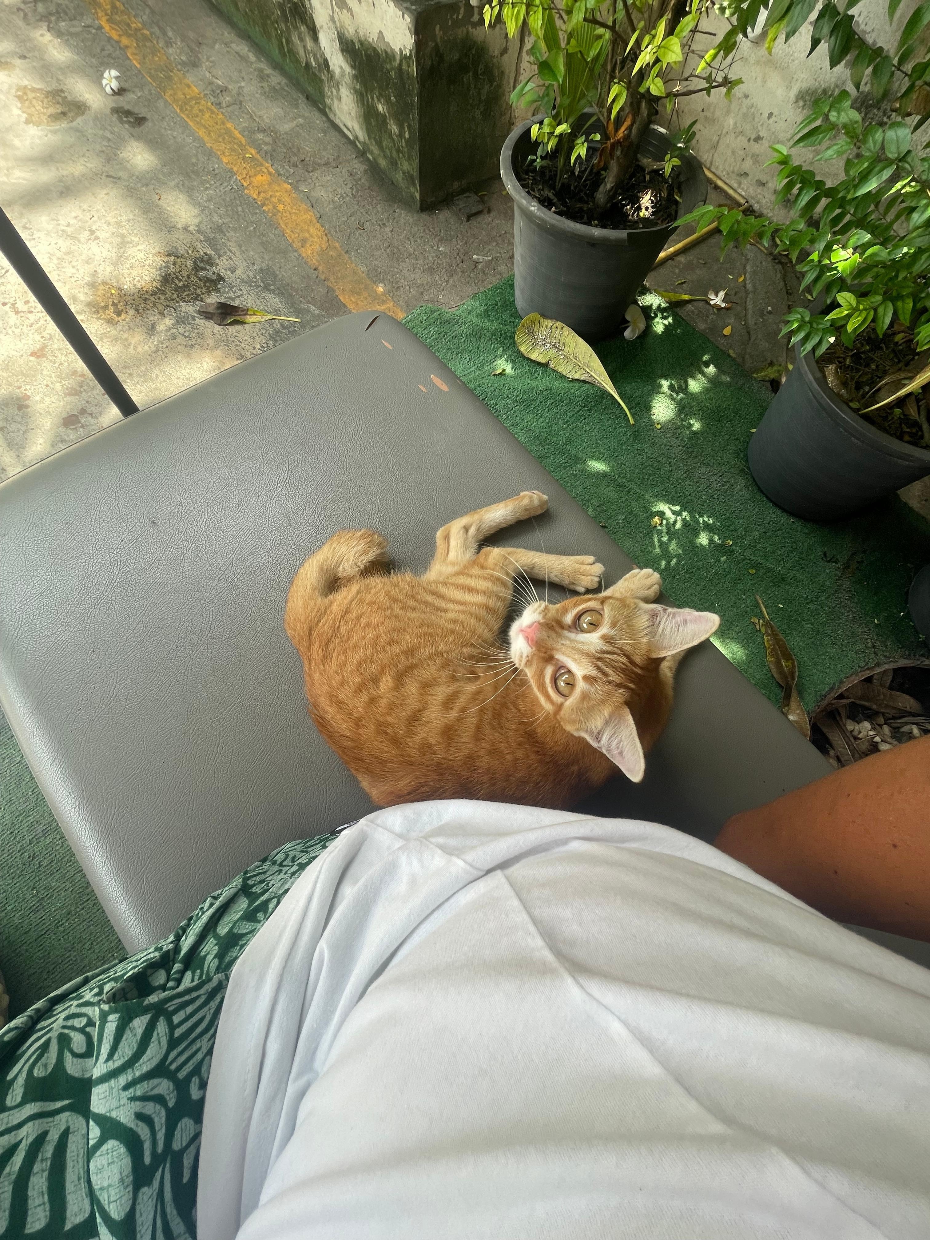 ホテルにいる猫🐈