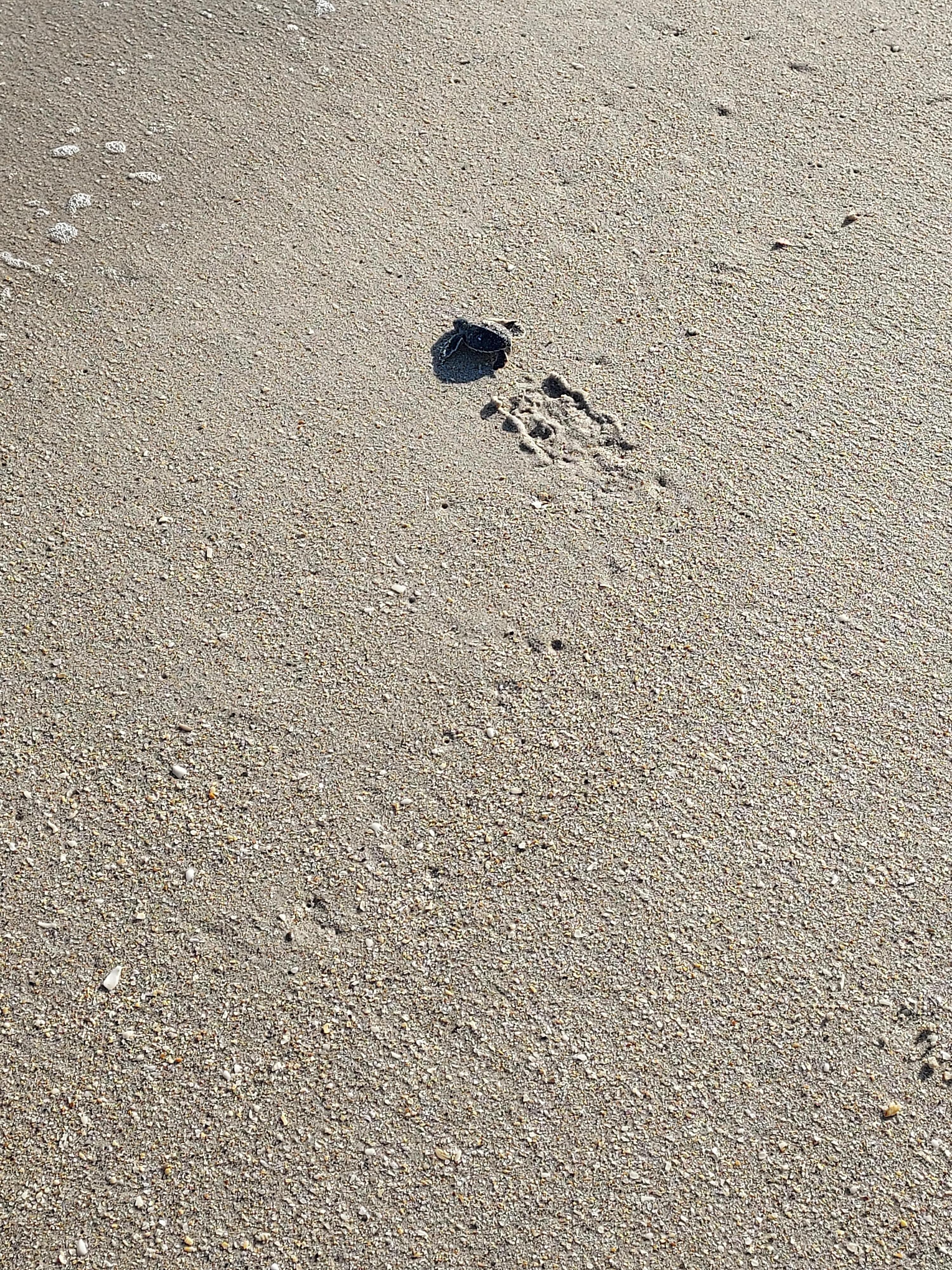 Turtle hatchling during walk on beach