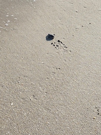 Turtle hatchling during walk on beach