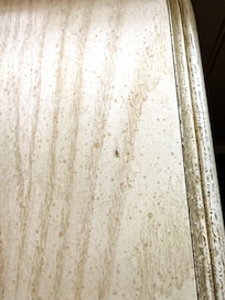 And the ants werenât strictly staying in the kitchen they liked other parts of the room as well