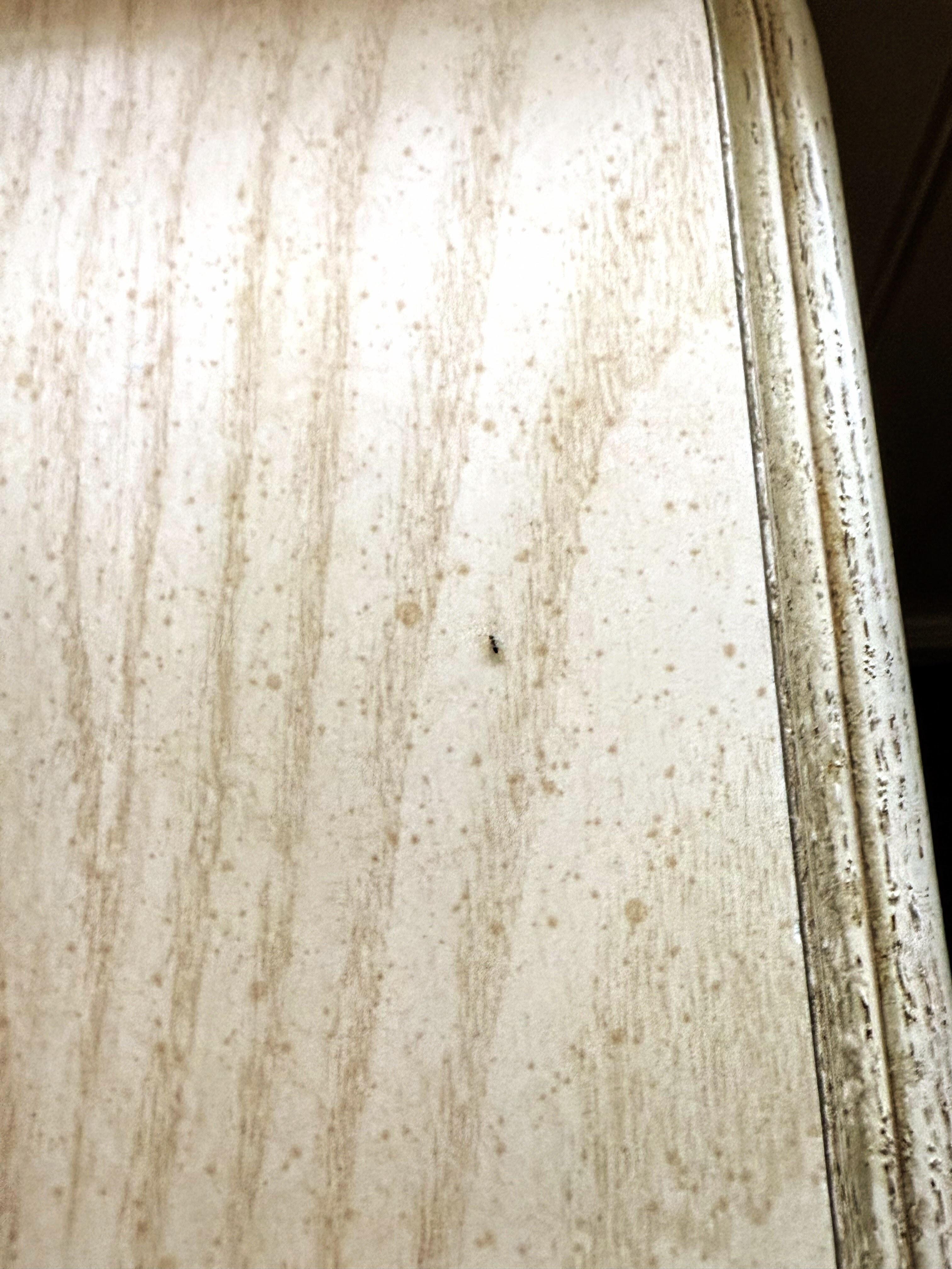 And the ants weren’t strictly staying in the kitchen they liked other parts of the room as well