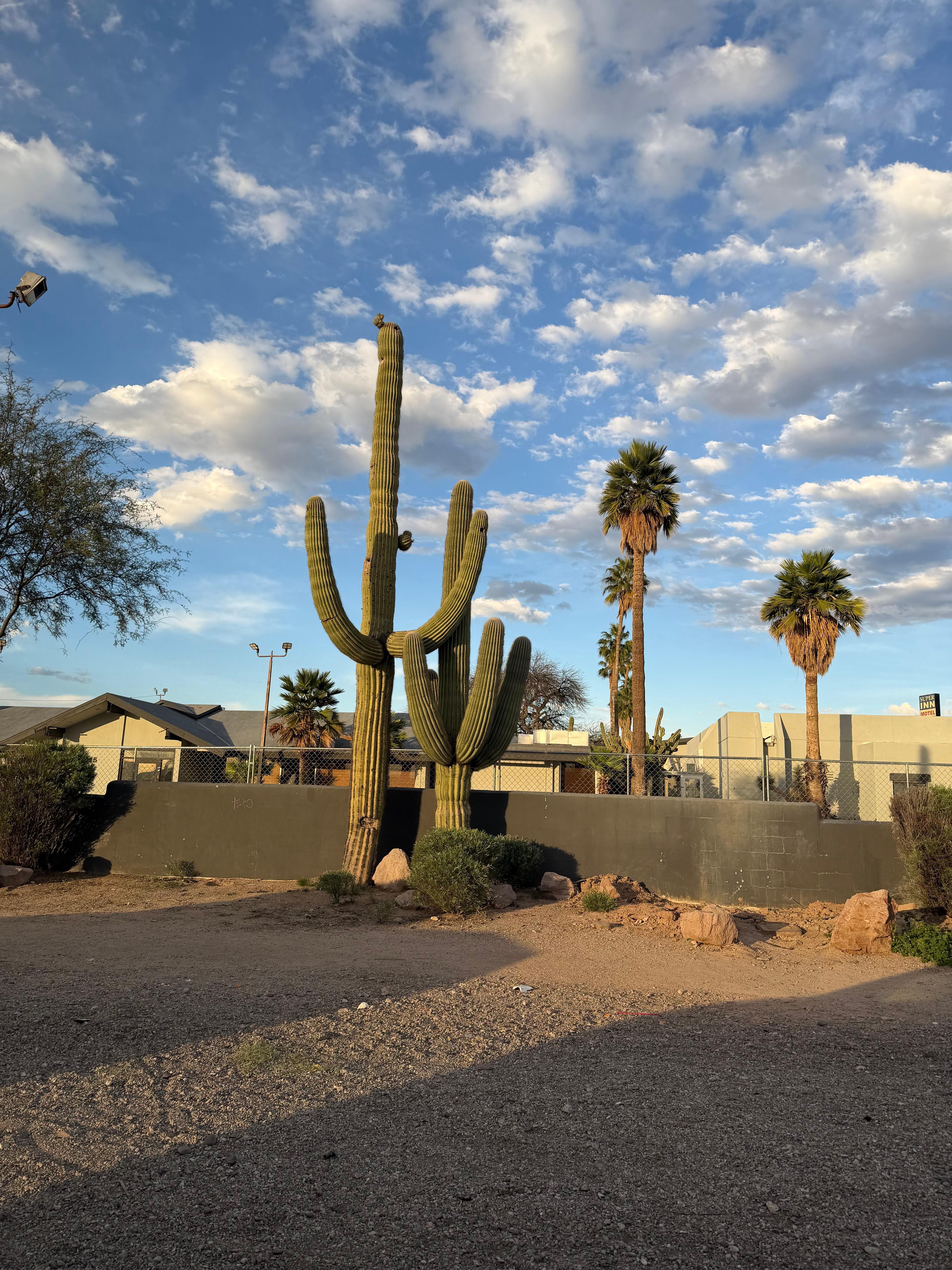 We love the cactuses