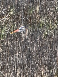 North Cove Harbor Wetland Sanctuary which was 2 minutes away from the VRBO