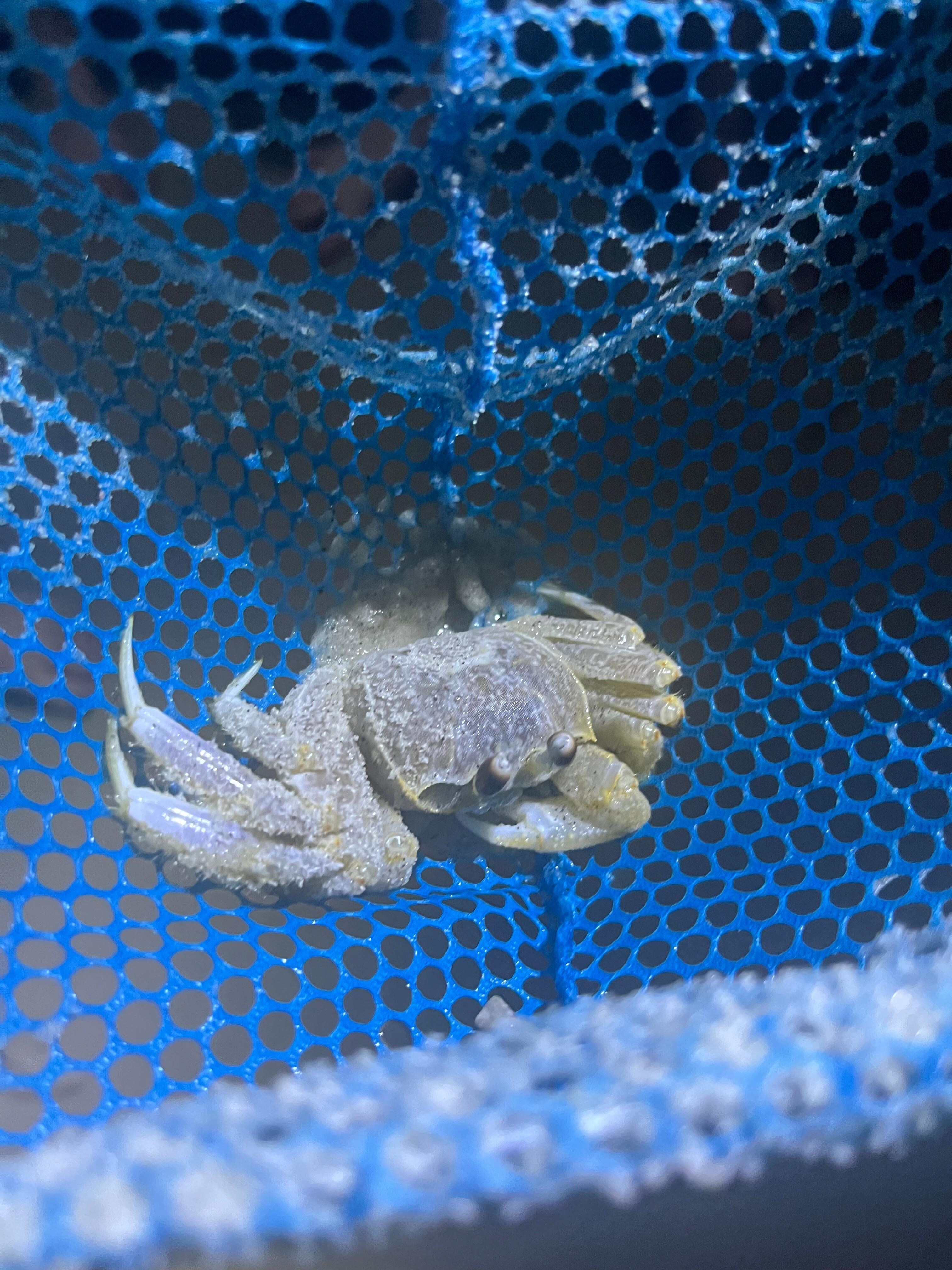 Sweet crab friends
