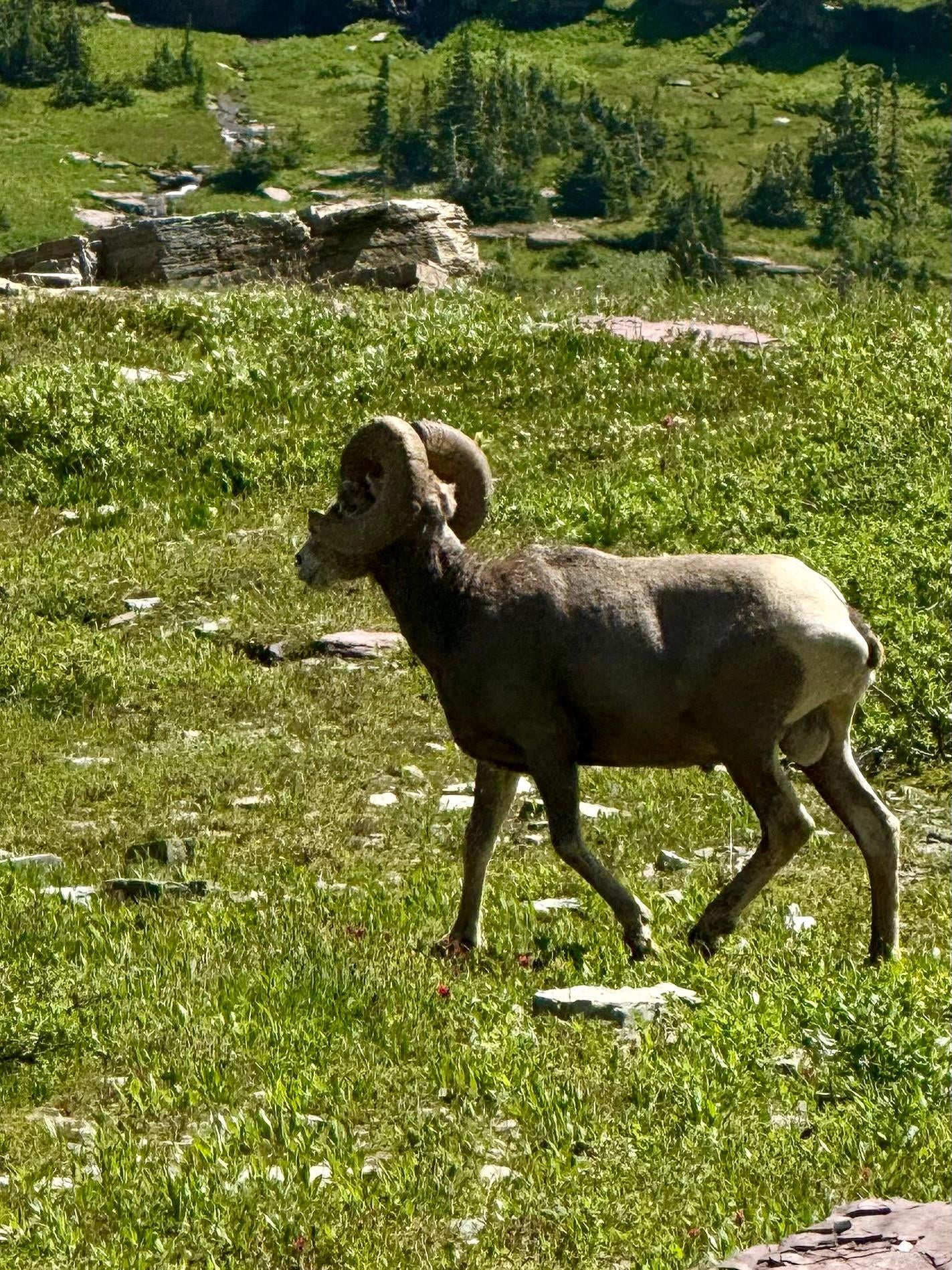 Big Horn Sheep in Glacier National Park.