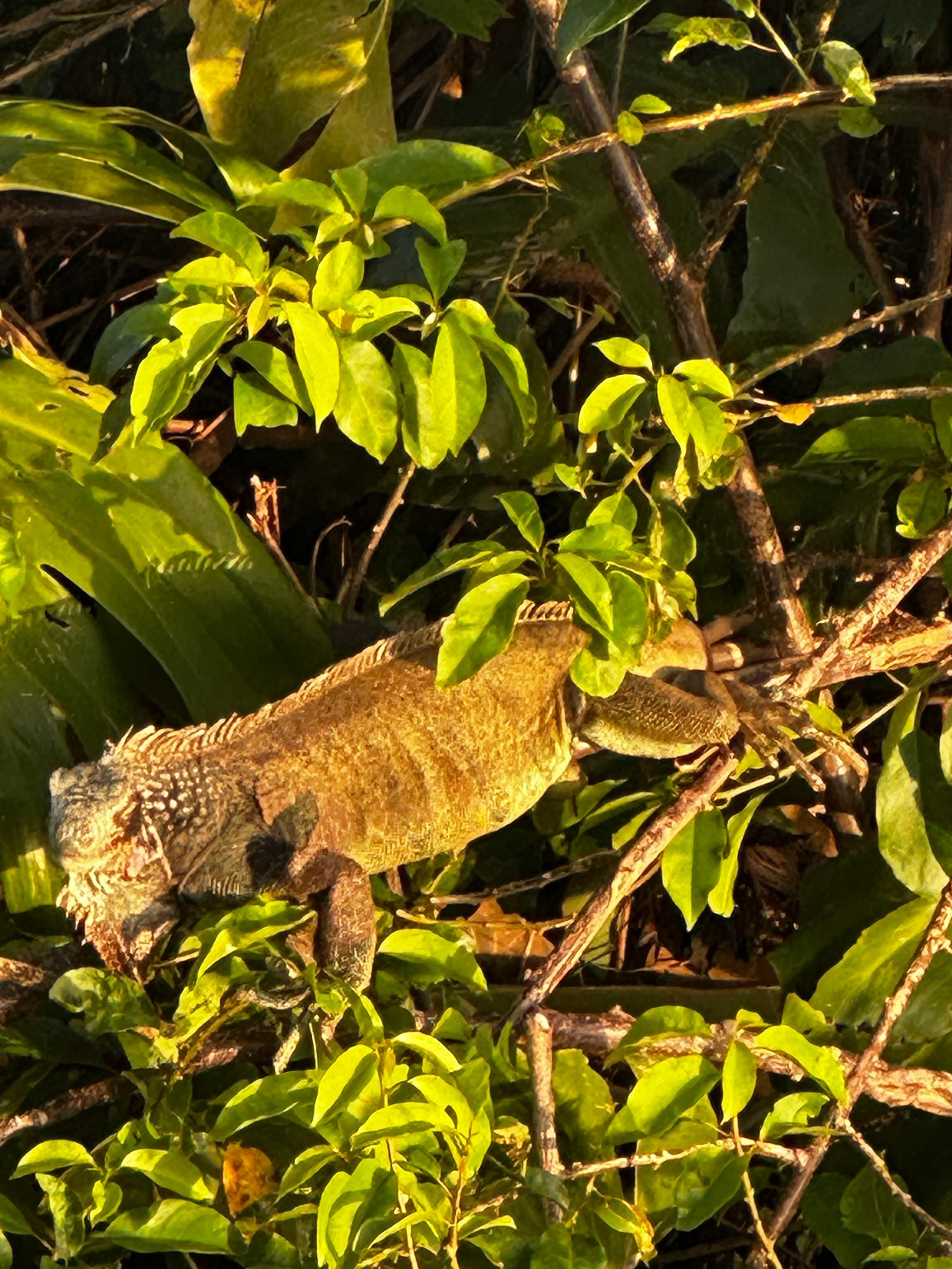It was so fun to wake up to these little guys in the trees! 