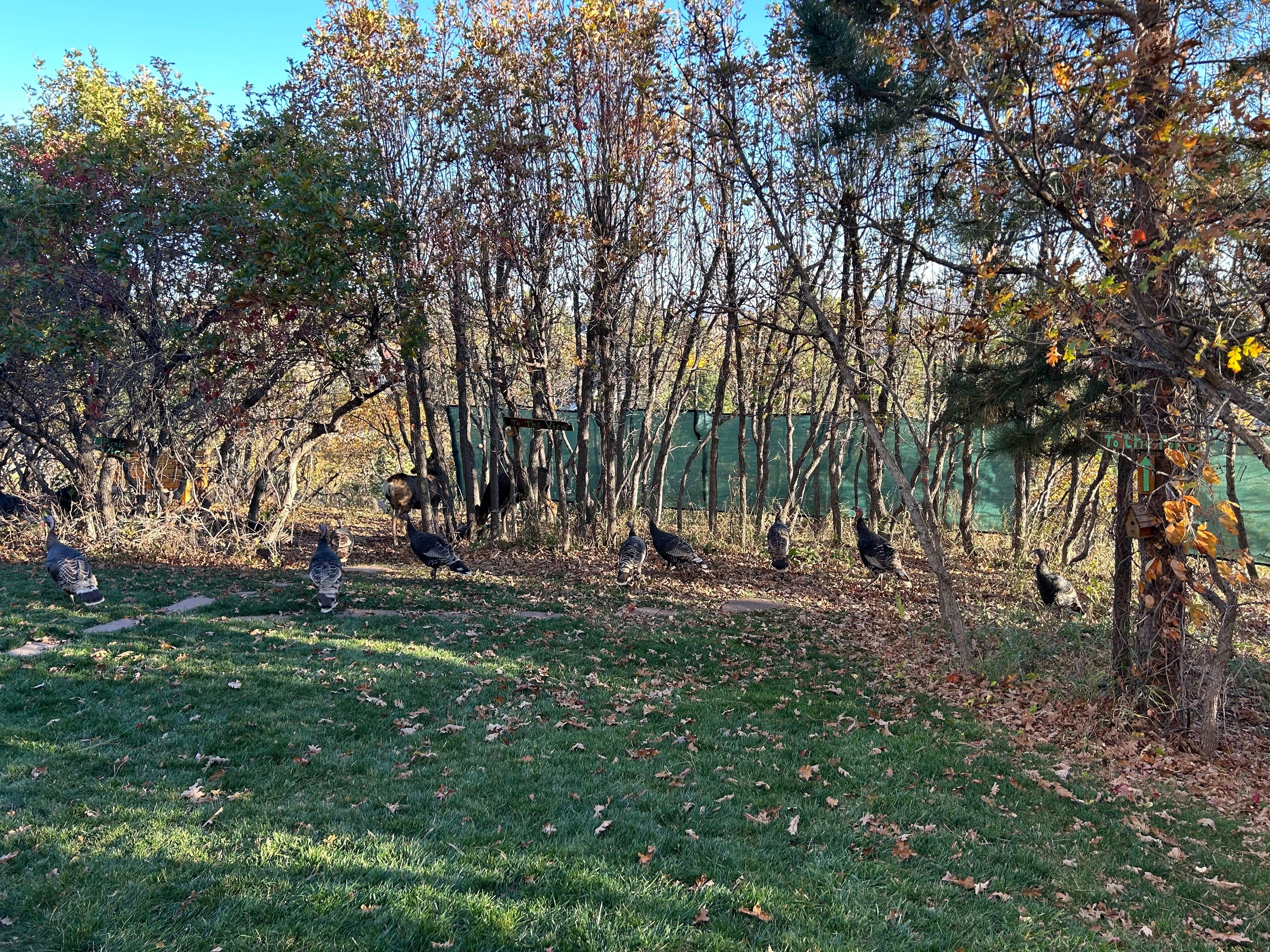 The turkeys and deer came to say “good-bye”