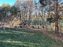 The turkeys and deer came to say “good-bye”