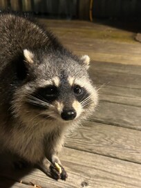 Rocket the raccoon (pic through the window)