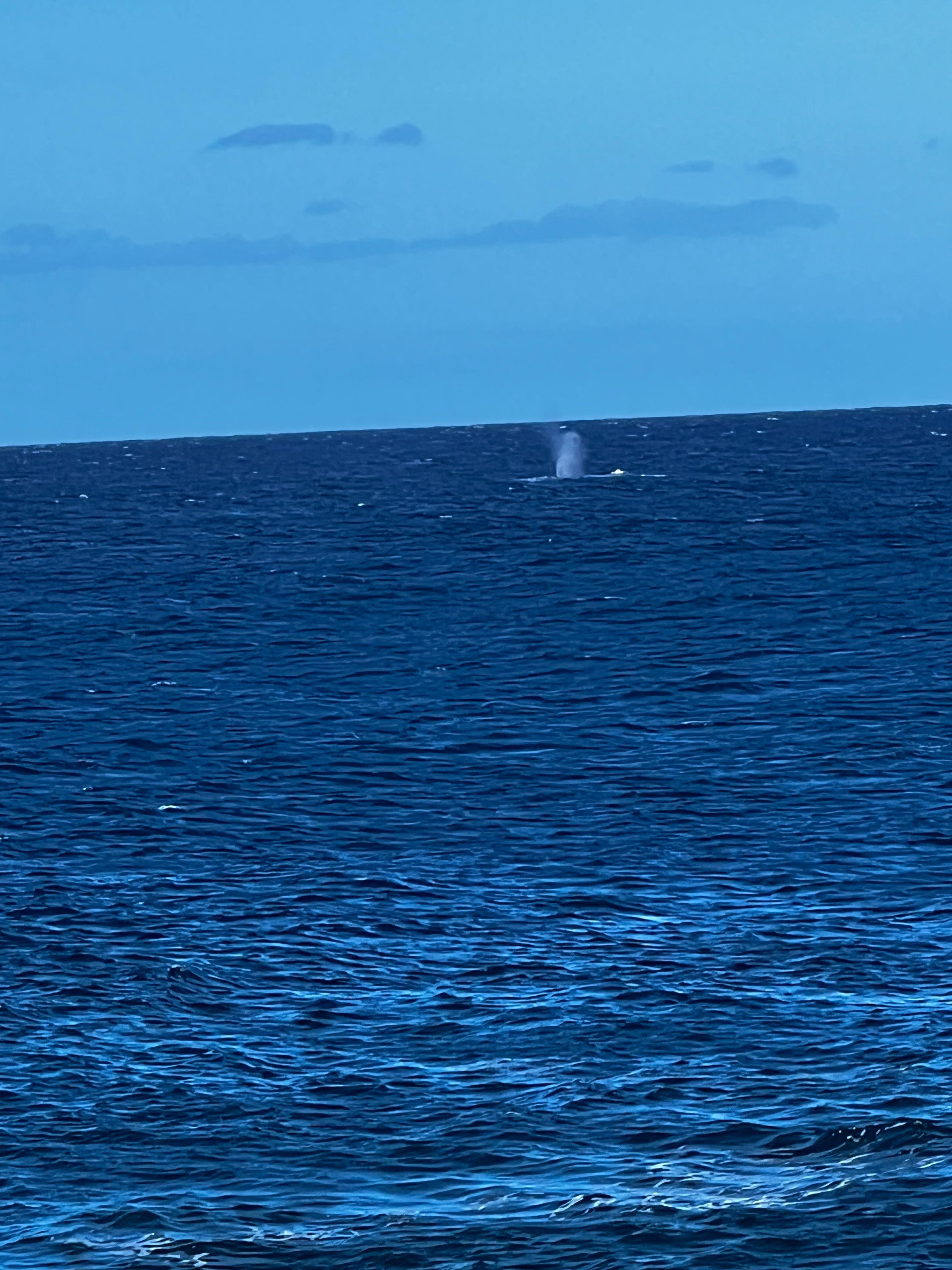 Whale spotted during my morning coffee.