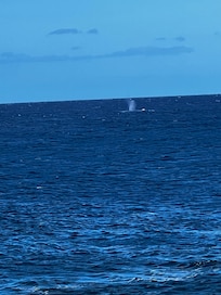 Whale spotted during my morning coffee.