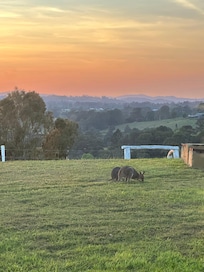 Wallabies at sunrise
