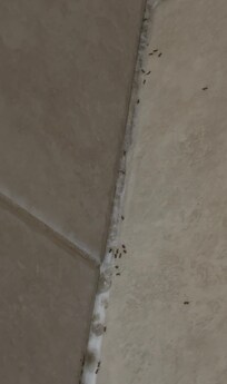 卫生间里的蚂蚁