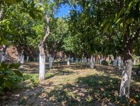 Citrus orchard