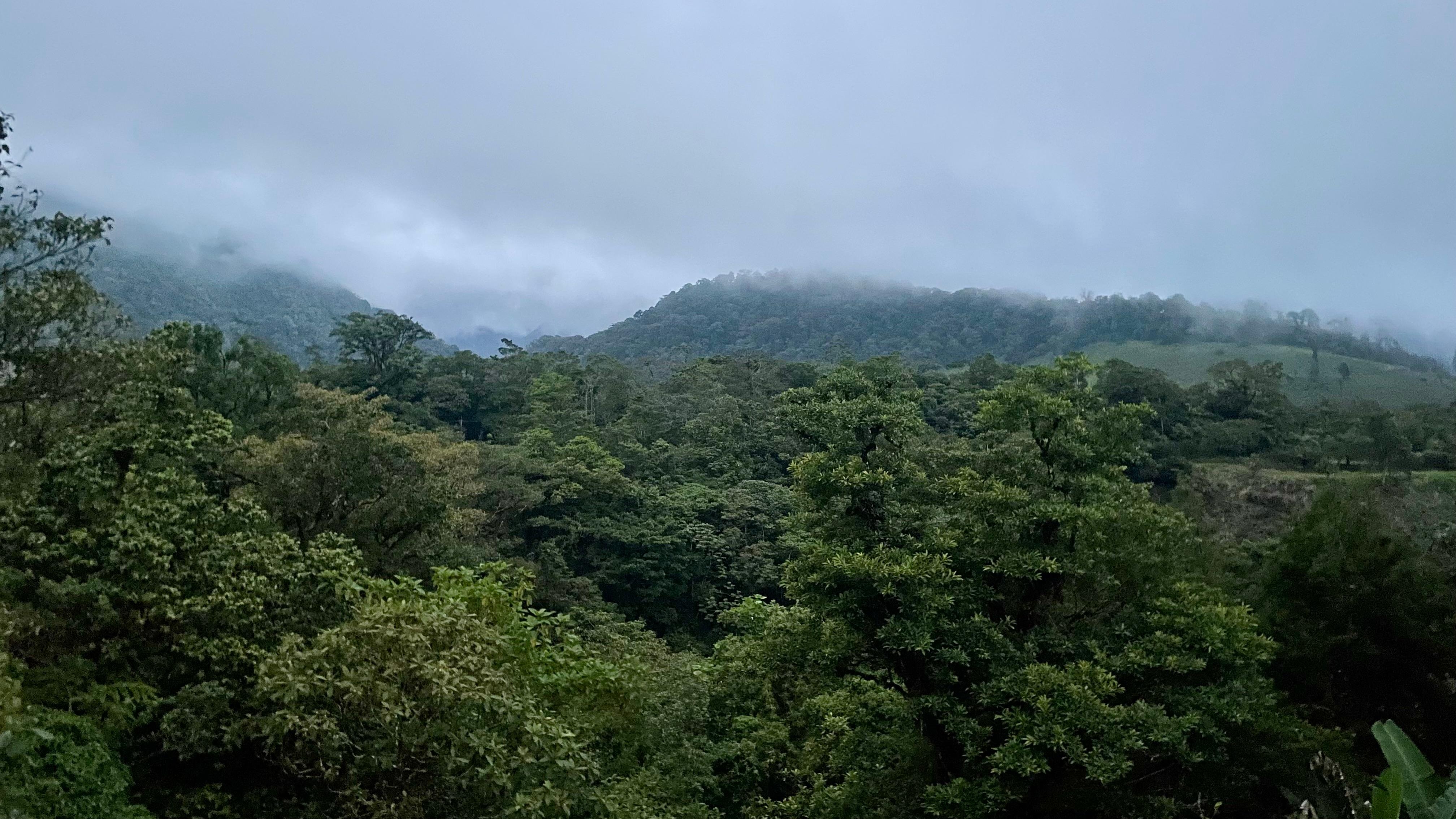 View from the back porch where you can hear the river below.