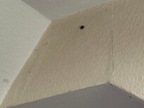 Dead fly