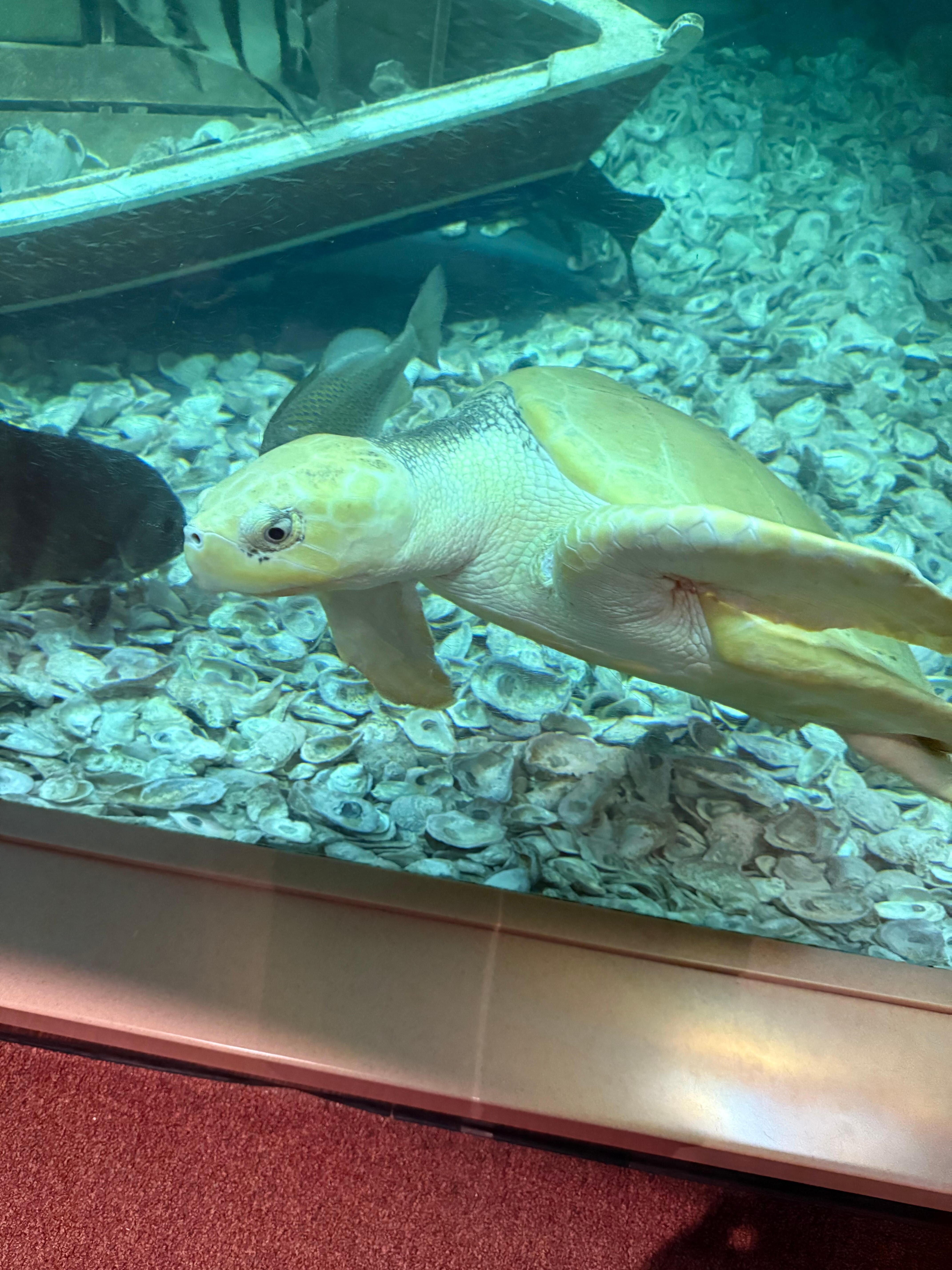 Aquarium