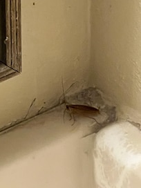 Roaches