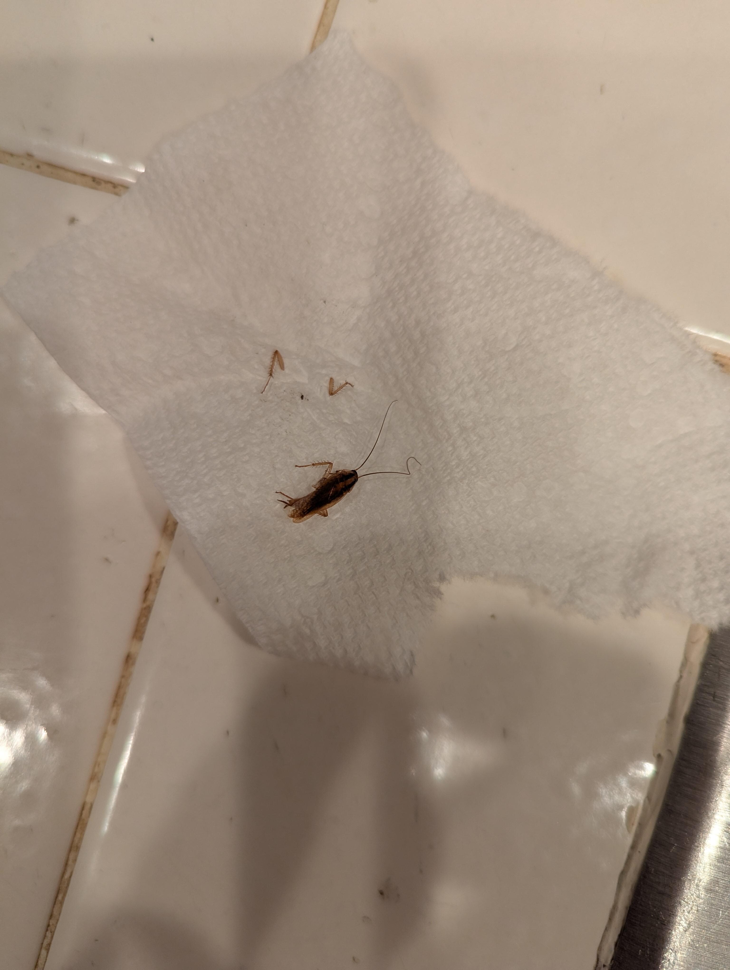 This roach crawled on my nephew's leg to woke him up 